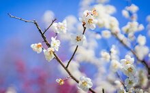 黄昏酒馆桃子移植下载官方网站