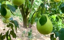 黄昏酒馆桃子移植下载